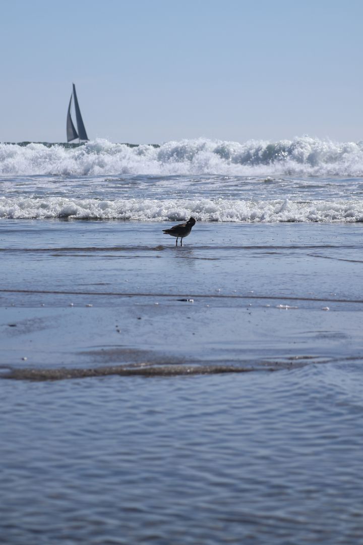 nature Photo