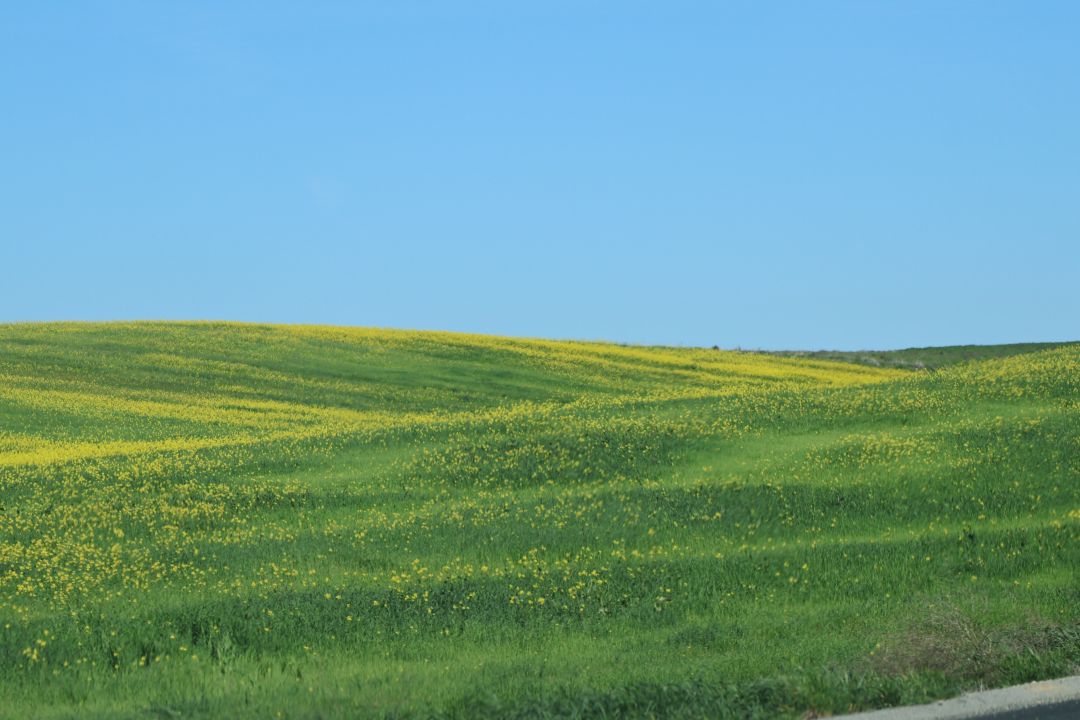 nature Photo